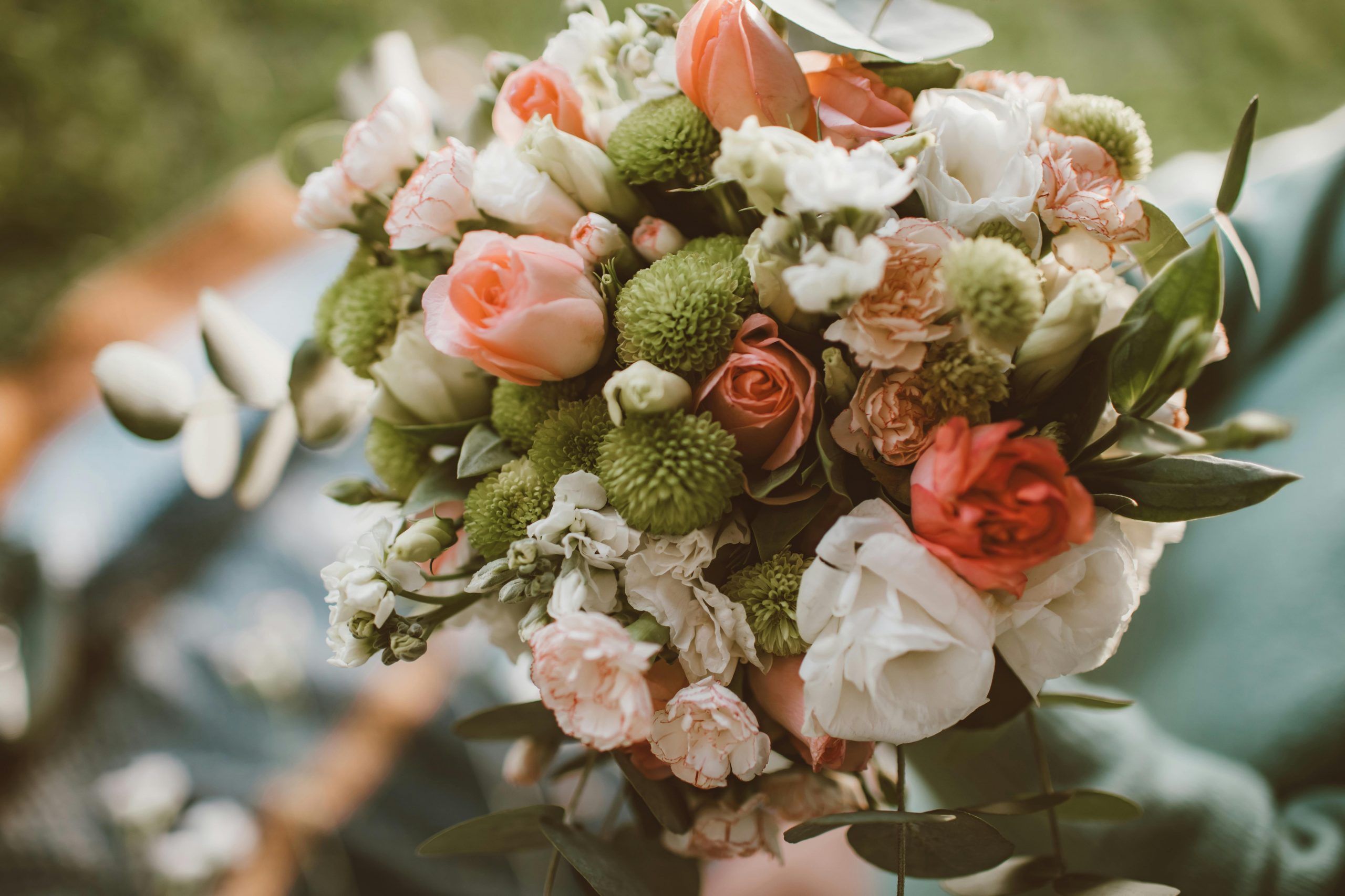 How to Care for Mums Keeping Those Fall Blooms Fierce and Flourishing